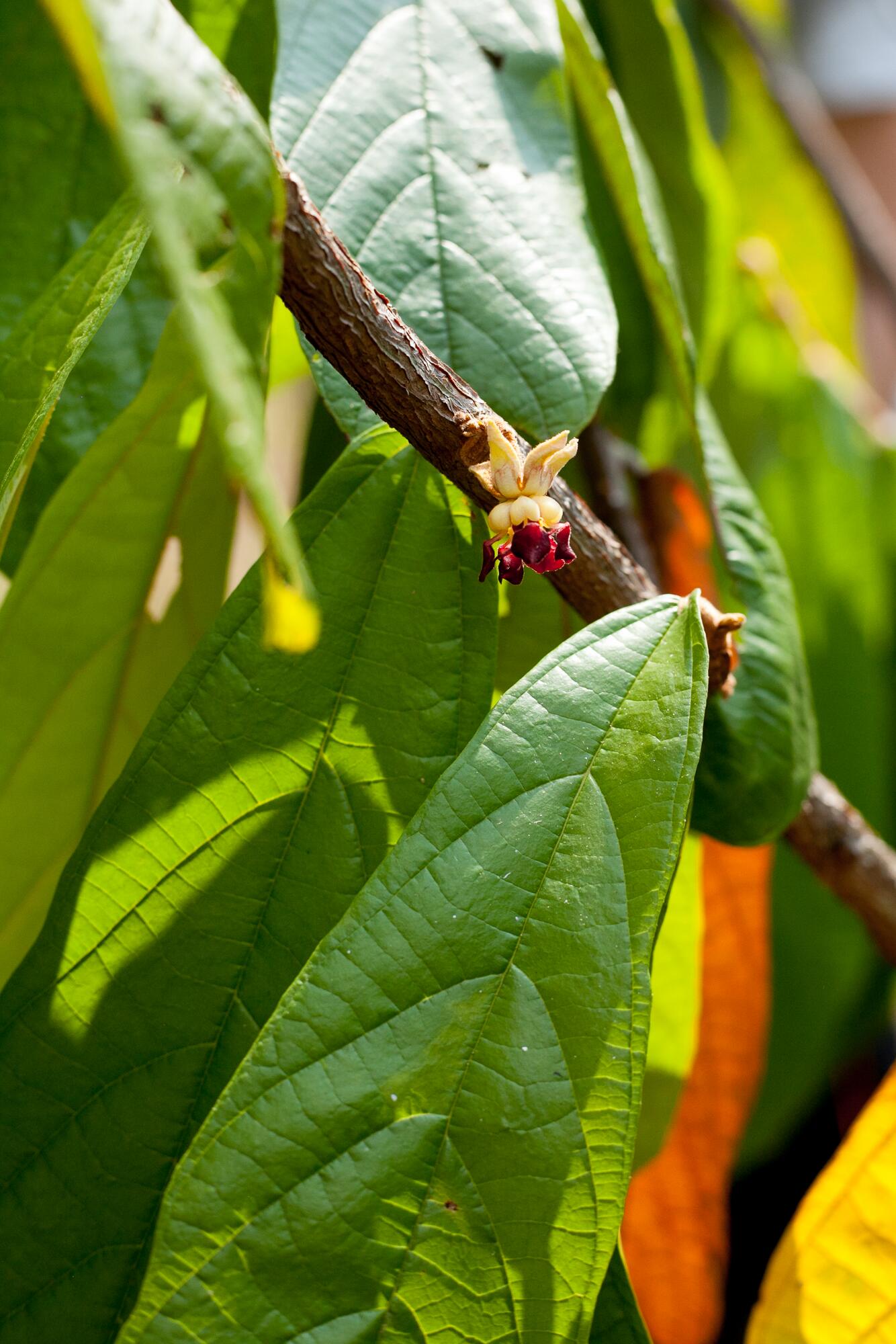 <span class="ezstring-field">kl_cupuacu_active-ingredient_field_plant_2019 -22- 367x460</span>